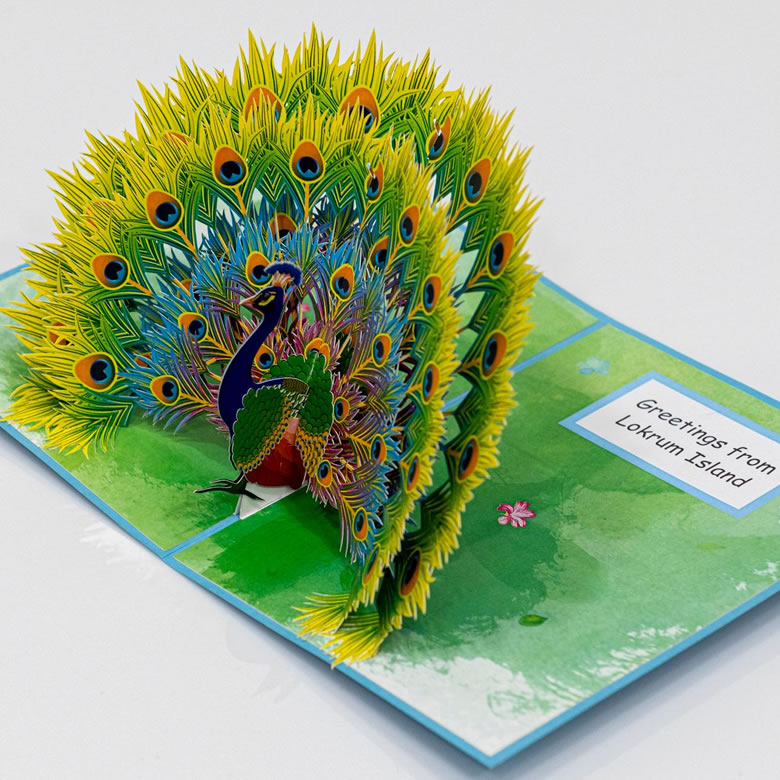 peacock fan